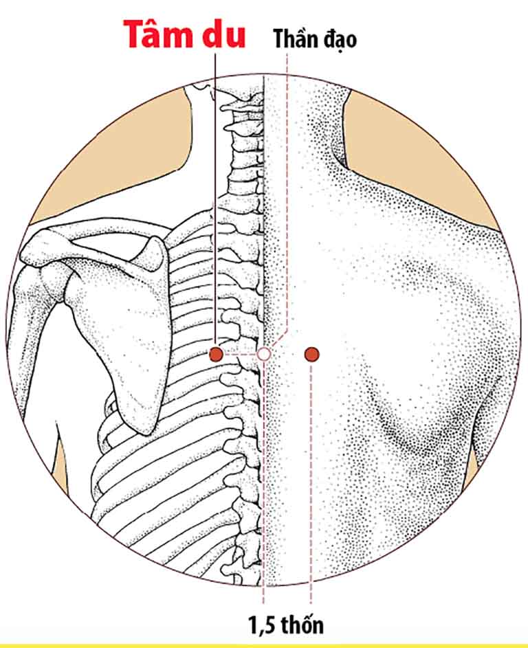 16 huyệt vùng lưng quan trọng và công dụng đối với sức khỏe