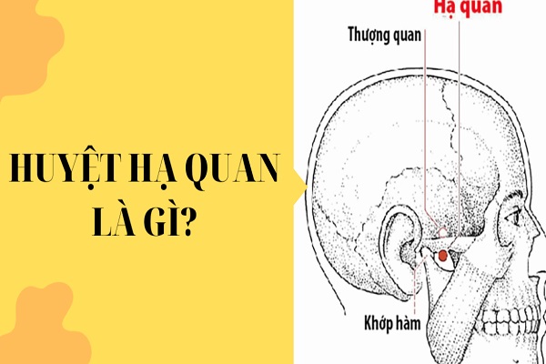 Huyệt hạ quan: Vị trí, tác dụng và cách bấm huyệt