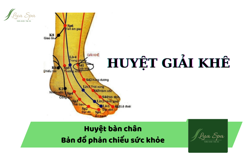 Huyệt bàn chân - Bản đồ phản chiếu sức khỏe con người